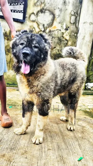 1+ year Male Purebred Caucasian Shepherd
