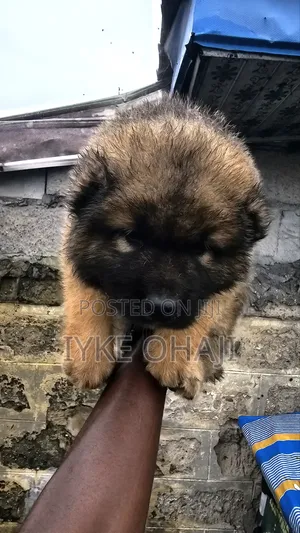 1-3 months Male Purebred Caucasian Shepherd