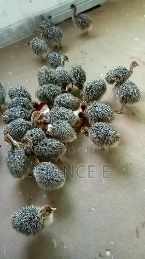 Ostrich Chicks Available in Bulk and Unit Orders