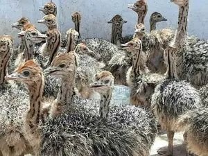 Breeding Pair Ostrich Chicks Available in Bulk and Unit Purchases