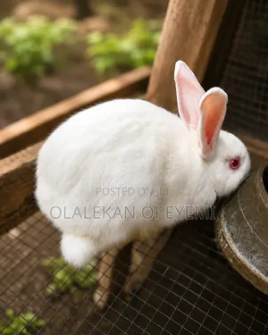 Matured Rabbit 15000