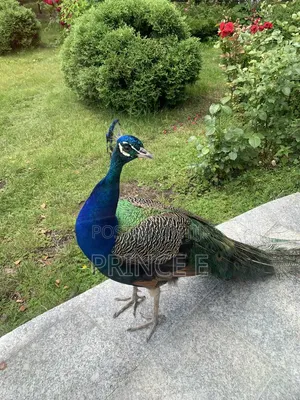 Peacocks Are Available Here
