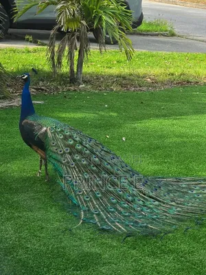 Esthetically Pleasing Peacocks Available