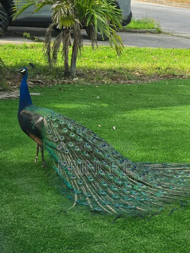 Esthetically Pleasing Peacocks Available