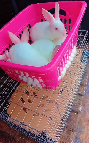 6 Weeks Rabbit