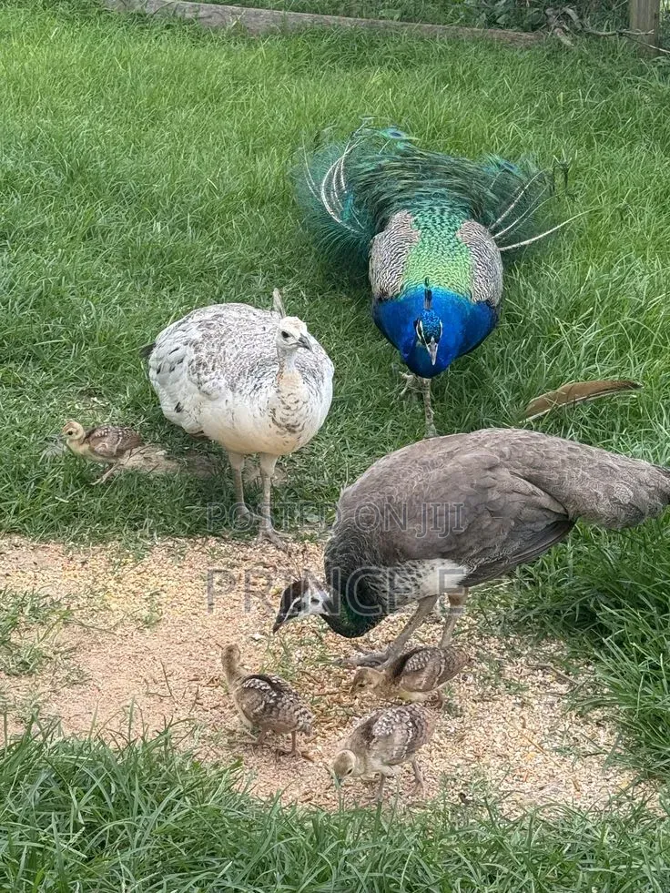 Breeding Pair Peacocks  Available Here
