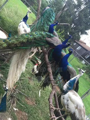 Male and Female Peacocks Now Available