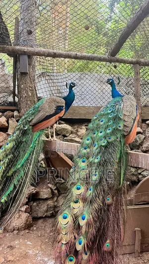 Breeding Pair Peacocks Available Here