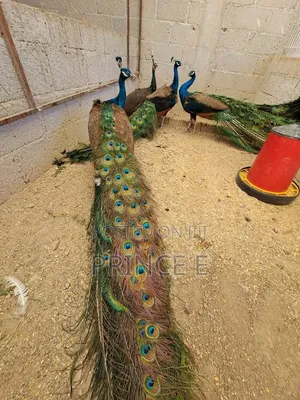 Male and Female Peacocks Now Available