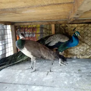 Male and Female Breeding Pair Peacocks Available