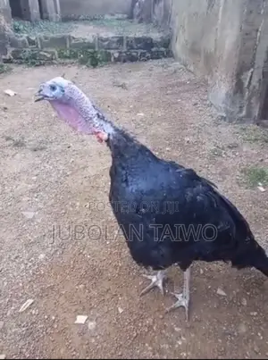 Live Turkey