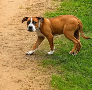 3-6 months Female Purebred Bulldog