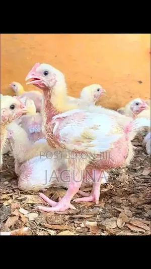 Book Your Day Old Chicks With Ola Farm today.i Supply Quality Birds