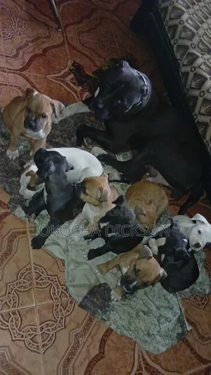 1-3 months Male Purebred American Pit Bull Terrier