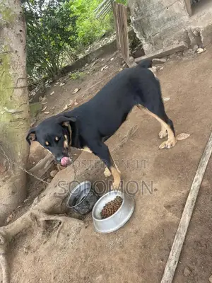 1+ year Female Mixed Breed Rottweiler