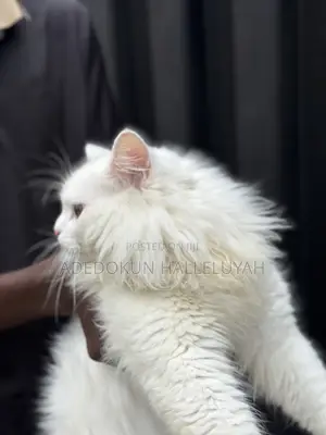 6-12 months Male Purebred Persian