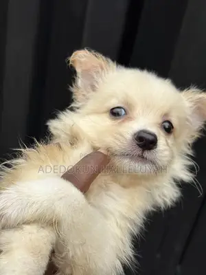 1-3 months Male Purebred American Eskimo