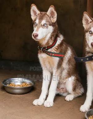 3-6 months Male Purebred Siberian Husky