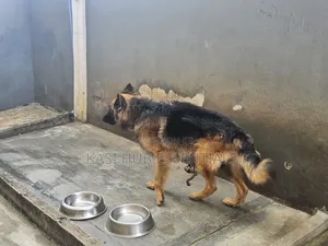1+ year Female Purebred German Shepherd