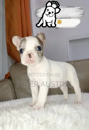 1-3 months Female Purebred French Bulldog