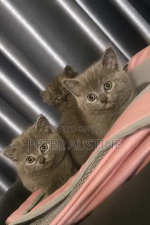 1-3 months Female Purebred British Shorthair