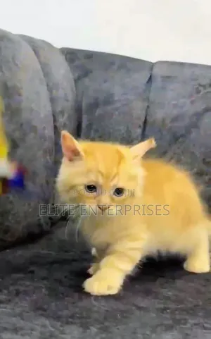 1-3 months Male Purebred Persian