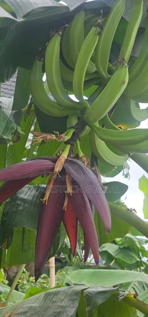 Plantain Suckers Elephant Giant( Bulk) Only