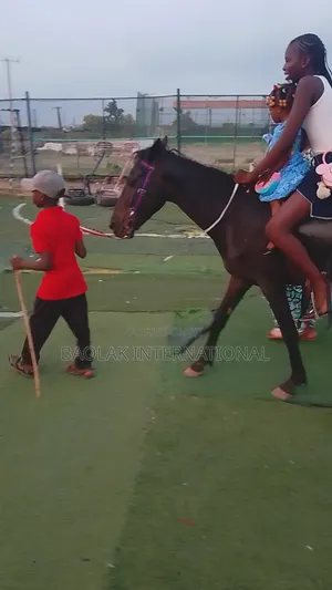 Niger Breed Black Stallion