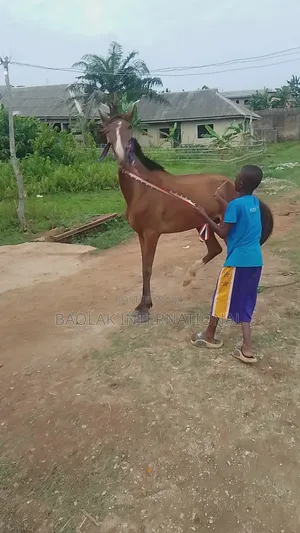Female Niger Breed