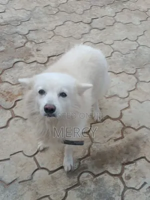 1+ year Male Purebred American Eskimo