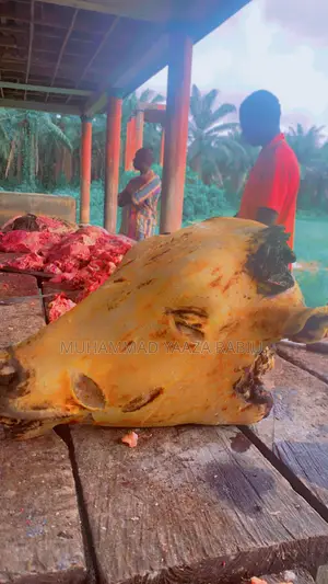 We Sell Live Animals Such as Cows,goats,ram. We Sell Cow Meat