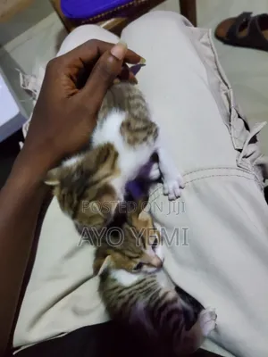 0-1 month Female Purebred Cat
