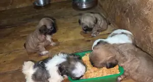 1-3 months Female Purebred Shih Tzu