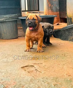 1-3 months Male Purebred Boerboel