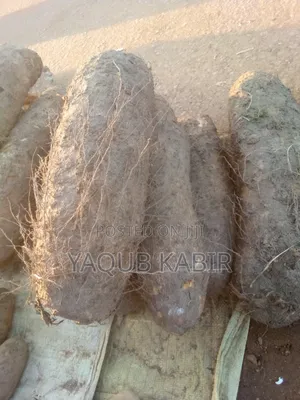The Yam Plug in Kaduna