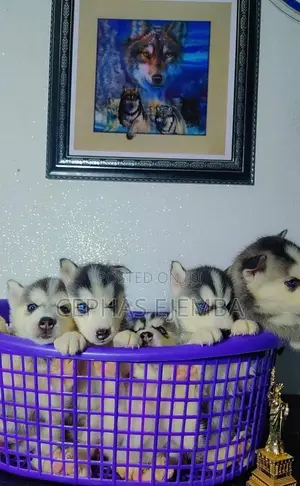 1-3 months Female Purebred Siberian Husky
