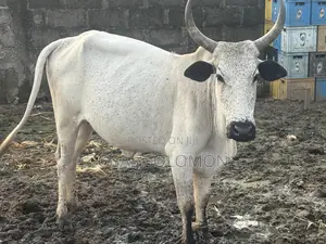 Live Cow Available