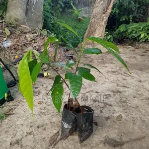 Cocoa Seedlings