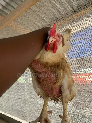 3kg Broiler Chicken