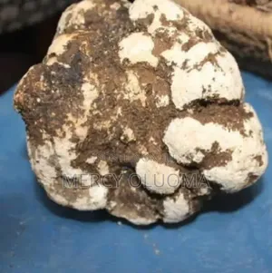 Ero Usu/Osu (King Tuber Mushroom)
