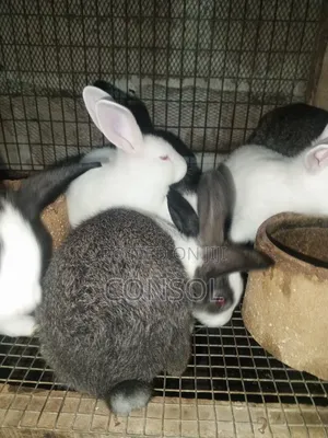 Weaner Rabbit
