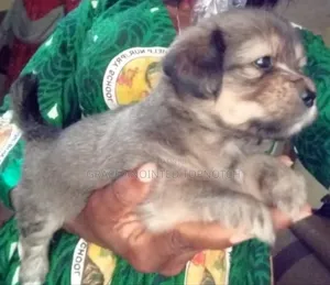 1-3 months Male Purebred Lhasa Apso