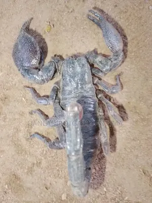 Scorpion Seller