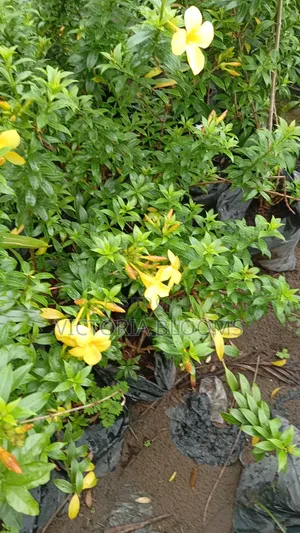 Life Plant