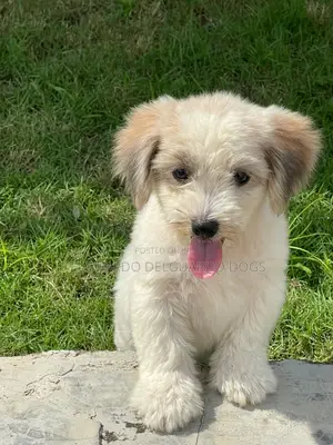 1-3 months Female Purebred Lhasa Apso