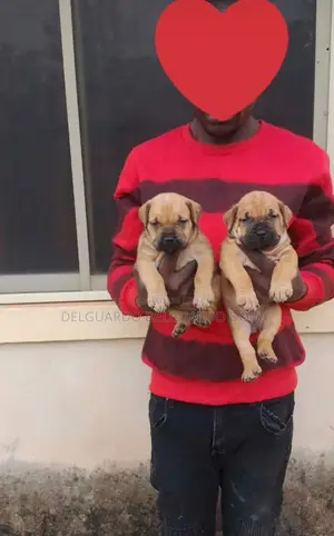 1-3 months Female Purebred Boerboel