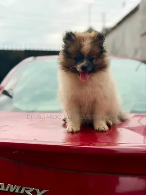1-3 months Female Purebred Pomeranian