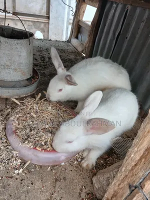 2 California White Rabbit for Sale – Fully Grown, Healthy, Well Raised
