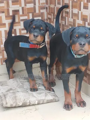 3-6 months Male Purebred Rottweiler