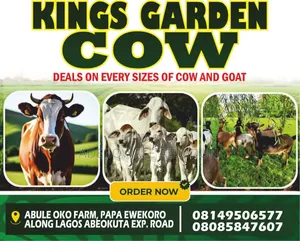 Kings Garden Cow